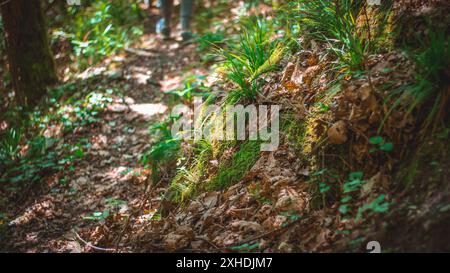 Eine Nahaufnahme eines Weges im Wald, mit einem Fleck aus hellgrünem Moos und Gras im Vordergrund. Der Weg ist bedeckt mit gefallenen Blättern und Sonnenlicht i Stockfoto