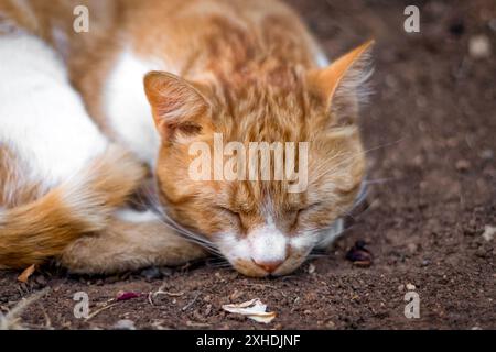 Eine Ingwer-weiße Katze mit geschlossenen Augen schläft eingerollt auf dem Boden. Stockfoto