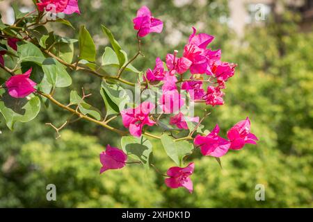 Auf einem Zweig blühen leuchtend rosa Bougainvillea-Blüten, umgeben von üppig grünem Laub. Die Blumen sind in voller Blüte und zeigen ihre d Stockfoto