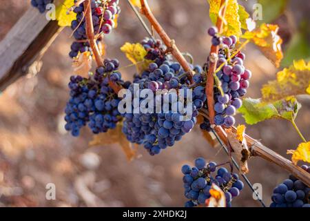 Rote Trauben hängen von einer Weinrebe in einem Weinberg, umgeben von gelben Blättern. Stockfoto
