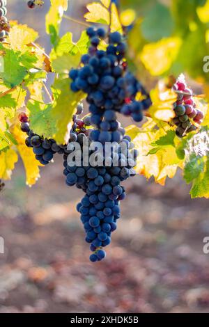 Eine Nahaufnahme einer Gruppe reifer blauer Trauben, die an einer Rebe hängen, umgeben von gelblichen Blättern. Stockfoto