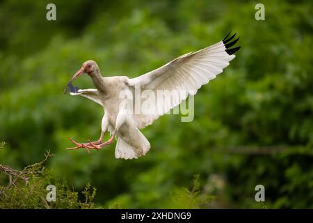 Amerikanischer weißer Ibis landet auf einem Baumwipfel in der Ocean City Rookery in New Jersey Stockfoto