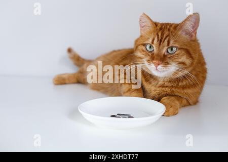 Erwachsene süße hungrige Ingwerkatze, die in der Nähe einer leeren Schüssel auf Futter wartet Stockfoto