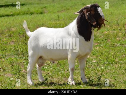 Männliche Boer Ziege sehr ausgezeichnet in Brasilien. Die Boer ist eine Rasse in Südafrika entwickelt Stockfoto