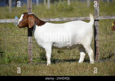 Boer weibliche Ziege in Brasilien sehr ausgezeichnet. Die Buren sind eine Rasse, die in Südafrika entwickelt wurde Stockfoto