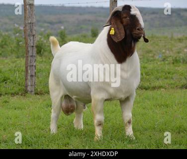 Männliche Boer Ziege sehr ausgezeichnet in Brasilien. Die Boer ist eine Rasse in Südafrika entwickelt Stockfoto