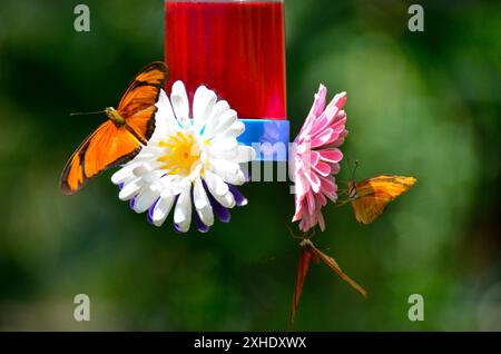 Schmetterlinge saugen Nektar von künstlichen Blumen auf einem Nektartrinkstand Stockfoto