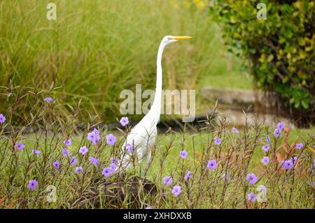 Die silberreiher (Ardea alba), auch als die gemeinsame Reiher, Seidenreiher, oder (in der Alten Welt) Silberreiher oder großen weißen Reiher bekannt. Stockfoto