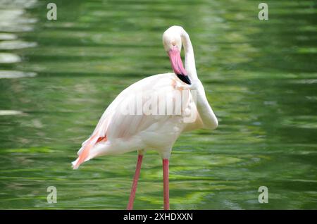 Wunderschöner großer Flamingo Phoenicopterus roseus, der auf einem Bein im Wasser steht. Der gewöhnliche Flamingo oder rosa Flamingo (Phoenicopterus roseus) Stockfoto