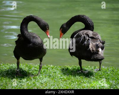 Wunderschöne schwarze Schwäne (Cygnus atratus) symbolisieren ein Herz an einem schönen sonnigen Tag. Großer Wasservogel mit unregelmäßigen Wanderungsmustern Stockfoto