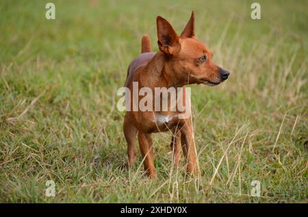 Miniatur-brauner Pinscher-Hund, der auf dem Bauernhof spaziert, spielt und jagt. Haustier Stockfoto