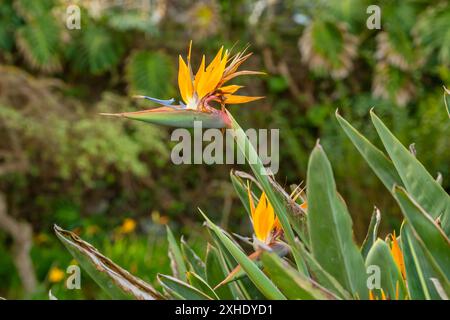 Paradiesvogel Strelitzia reginae, Kanarische Inseln, Spanien. Stockfoto