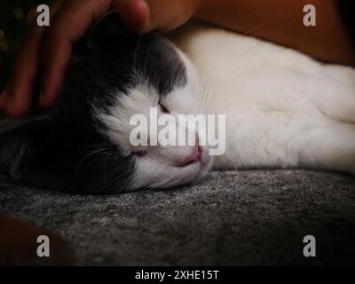 Eine Nahaufnahme einer weißen Katze, die Umarmungen erhält Stockfoto