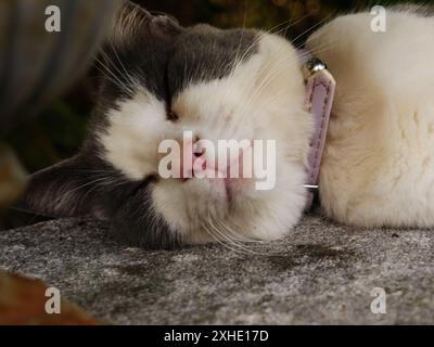 Eine Nahaufnahme einer weißen und grauen Katze, die schläft Stockfoto