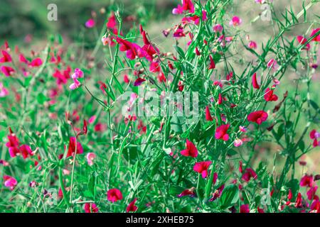 Malerische Aussicht auf ein Feld voller rosa Blumen in der Blüte. Die Blumen blühen in voller Blüte und sind im ganzen Feld verstreut Stockfoto