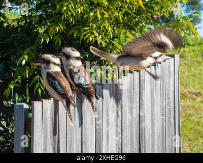 Zwei Kookaburras, die auf einem Zaun sitzen, einer, der fliegende Federn abhebt, einheimische australische Vögel Stockfoto