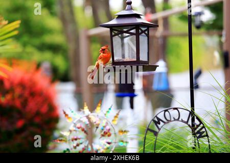 Männlicher nördlicher Kardinal auf der Vogelfutterstation Long Island New York Stockfoto