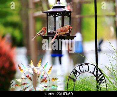 Nördliche Kardinäle auf dem Vogelfutterlager Long Island New York Stockfoto