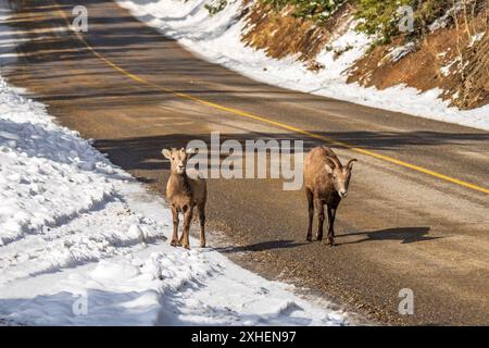 Zwei junge Bighorn-Schafe stehen auf der schneebedeckten Bergstraße, felsiger Hügel. Banff National Park im Oktober, Mount Norquay, Kanadische Rockies, Kanada. Stockfoto