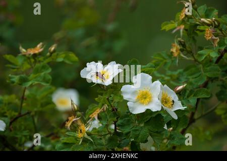 Stenurella melanura ist ein Käfer aus der Familie der Langhornkäfer auf einer Hüftblüte Stockfoto