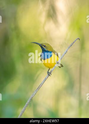 Olivfarbene Sonnenvogel (Nectarinia jugularis), die auf einem Schilf thront und seine gelbe und blaue Brust im fernen Norden von Queensland zeigt. Stockfoto