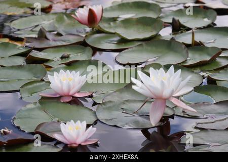 Weiße Zwerglilie auf einem großen See Stockfoto