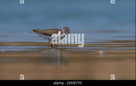 Actitis hypoleucos (gemeiner Sandpiper) ist ein häufiger Feuchtvogel in der Türkei. Sie brüten in geeigneten Lebensräumen im Tigris-Tal. Stockfoto