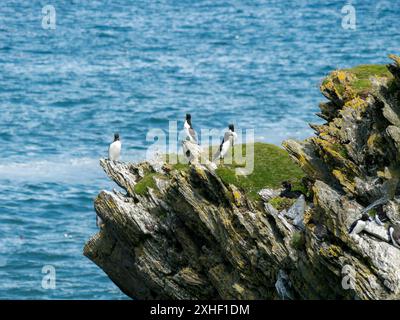 Razorvögel (ALCA Torda) eine gemeine Guillemot (Uria aalge) und nistende Schag (Gulosus aristotelis) Seevögel auf den Klippen auf der Isle of Colonsay, Schottland, Vereinigtes Königreich Stockfoto