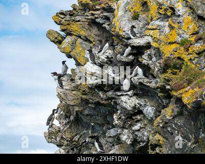 Razorvögel (ALCA Torda) und Guillemots (Uria aalge) auf den Klippen von Pig's Paradise auf der Isle of Colonsay, Schottland, Großbritannien Stockfoto