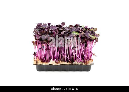 Mikrogrüne Sprossen von Rettich isoliert auf weißem Hintergrund. Microgreens auf Plasic Tablett auf weißem Hintergrund. Stockfoto