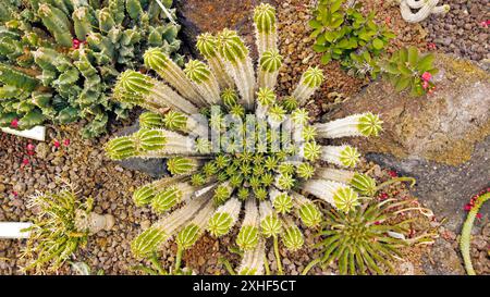 Botanische Komposition von Sukkulenten und wunderschönem Osterlilienkaktus. Stockfoto