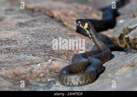 Die Grasschlange schaut durch die Umgebung Stockfoto