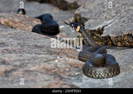 Die Grasschlange schaut durch die Umgebung Stockfoto