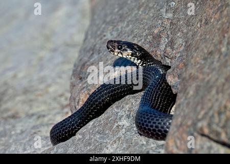 Grasschlange schaut aus dem Felsversteck Stockfoto