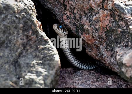 Grasschlange schaut aus dem Felsversteck Stockfoto