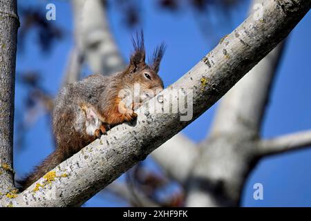 Eichhörnchen-Mutter ruht auf einem Baumzweig Stockfoto