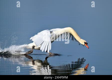 Wütender, stummer Schwan, der sich mit Macht nähert Stockfoto