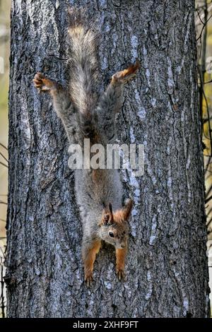 Eichhörnchen beugt sich am Baum Stockfoto