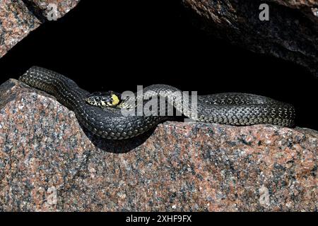 Die Grasschlange schaut durch die Umgebung Stockfoto