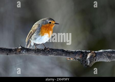 Europäischer Robin Für Erwachsene Stockfoto