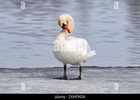 Stummschalten des Schwans Stockfoto