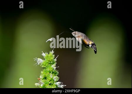 Kolibri-Falkenmotte hat Futter in der Schnauze stecken Stockfoto
