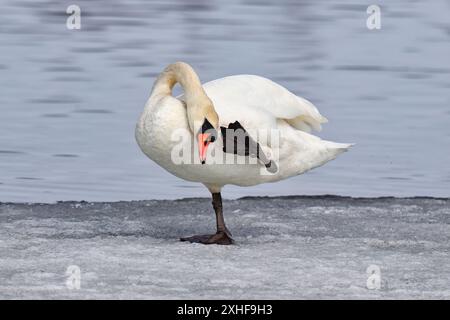 Schwan-Balancing stummschalten Stockfoto