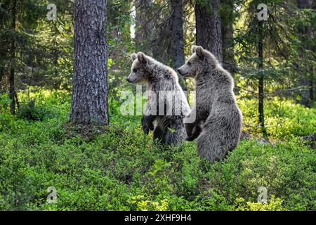 Bärenjungen stehen und beobachten im Wald Stockfoto