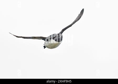 Gemeinsame guillemot im Flug Stockfoto