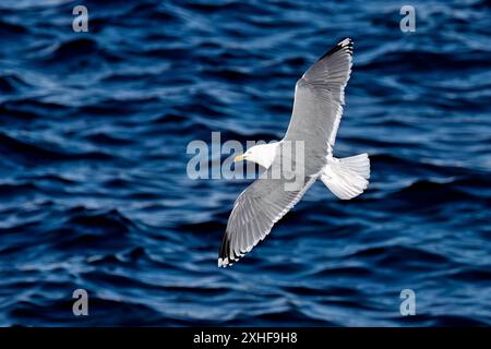 Europäische Silbermöwe Stockfoto
