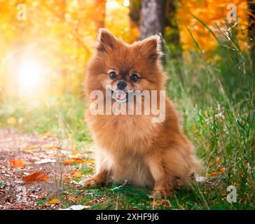 Junge pommern vor Naturhintergrund Stockfoto