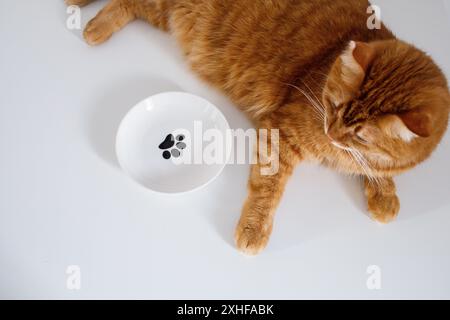 Ausgewachsene hungrige Ingwerkatze wartet auf Futter und liegt in der Nähe einer leeren Schüssel von oben Stockfoto