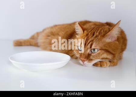 Erwachsene hungrige Ingwerkatze, die in der Nähe einer leeren Schüssel auf Futter wartet Stockfoto