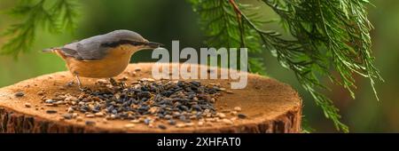 Eurasische Nacktschnecke, Sitta europaea, ernähren sich von Sonnenblumenkernen eines künstlichen Vogelfutters. Stockfoto